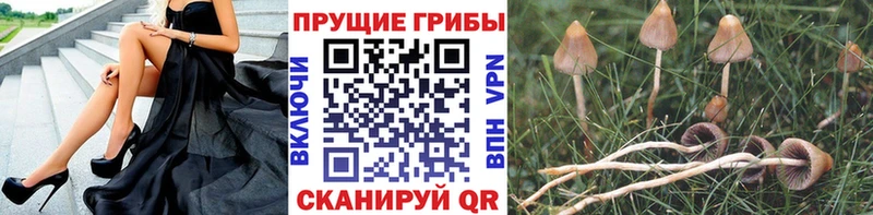 Псилоцибиновые грибы Psilocybe  наркота  Тимашёвск 